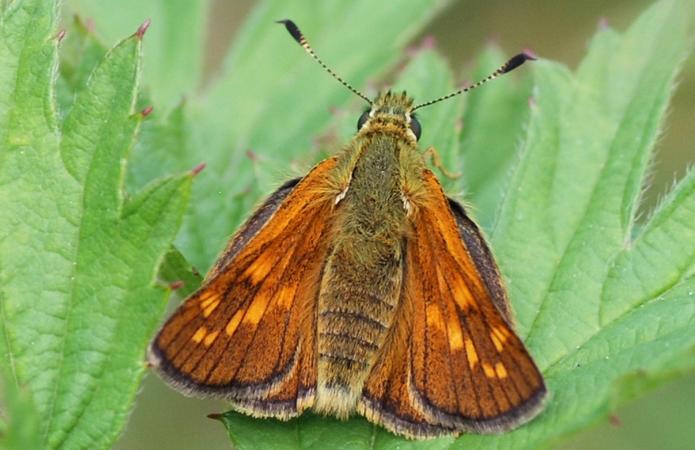 RECONNAITRE LES PAPILLONS | Le grand recensement des papillons de jardin